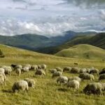 pecore in Abruzzo